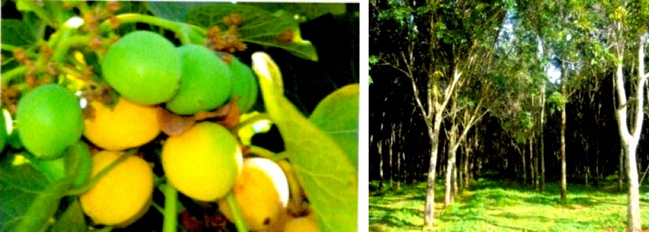 Agriculture, forestry and agro-processing opportunities in Laos